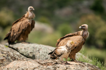 Griffon Vulture (Gyps fulvus) Egyptian Vulture (Neophron percnopterus), carrion birds, Spain