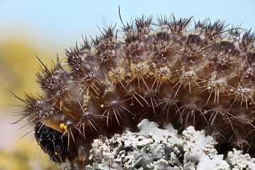 Crambidia myrolosea, Arizona, USA