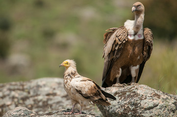 Griffon Vulture (Gyps fulvus) Egyptian Vulture (Neophron percnopterus), carrion birds, Spain