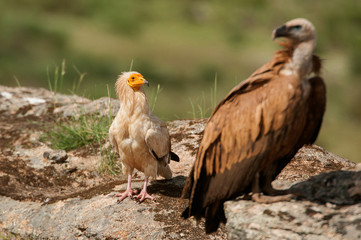Griffon Vulture (Gyps fulvus) Egyptian Vulture (Neophron percnopterus), carrion birds, Spain