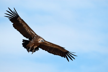 Griffon Vulture (Gyps fulvus) flying in central, clouds and blue sky