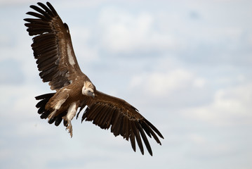 Griffon Vulture (Gyps fulvus) flying in central, clouds and blue sky