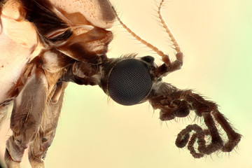 Fototapeta premium Crane Fly, Diptera, Tolland 9.28.15
