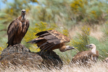 Griffon Vulture (Gyps fulvus) Group perched on rocks