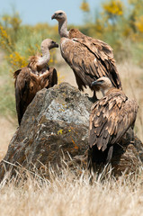 Griffon Vulture (Gyps fulvus) Group perched on rocks