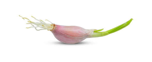 white garlic. Raw garlic with root and leaf isolated on white background