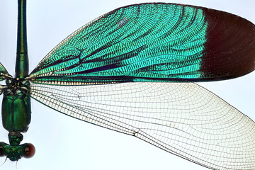 Damselfly - Neurobasis chinensis
