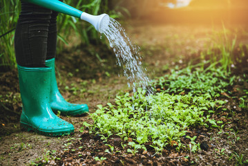 Women watering Chinese cabbage in vegetable plots kitchen garden. Plant agriculture vegetable garden cultivation