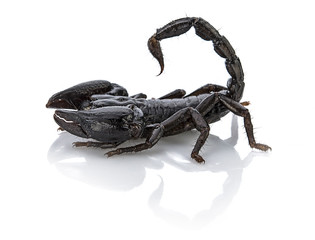 black scorpion isolated on a white background