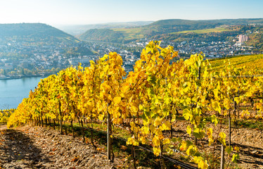 Fototapeta na wymiar Vineyards of Rudesheim in the Rhine Gorge in Germany