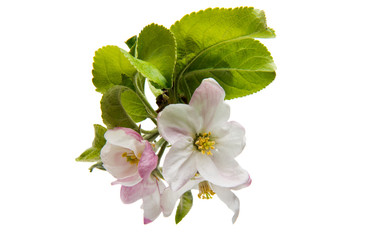 Fototapeta premium apple flowers isolated