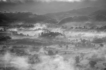 B&W - The forest with fog and beautiful morning light.