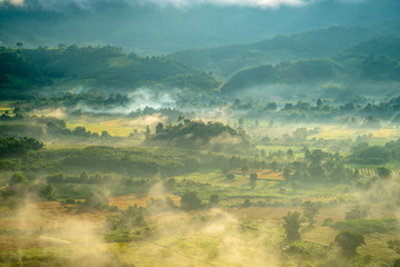 The forest with fog and beautiful morning light.