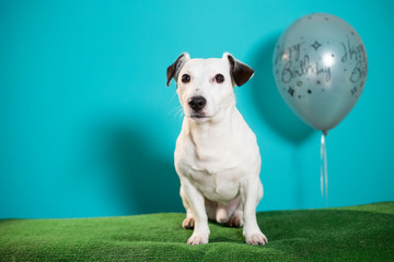 jack russell terrier dog with happy birthday balloon on turquoise background
