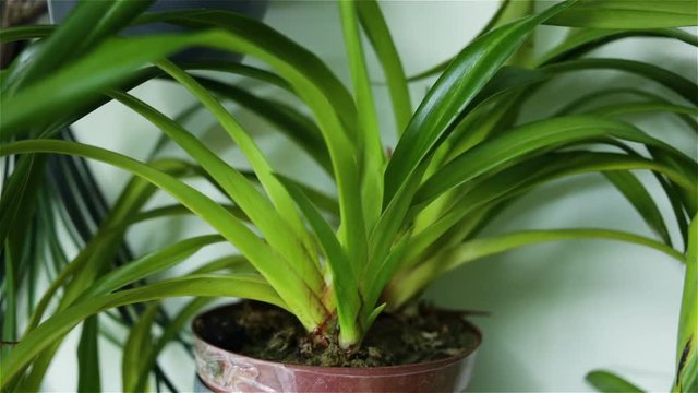 Phragmipedium Orchid grows in a pot indoors. Close-up, real time. The plant is a protected species and grows naturally in SW Mexico, Central and tropical South America.