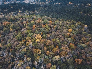 Drone images of fall colors in the southeastern united states with multiple types of foliage.
