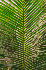 green leaf of palm tree