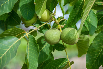 Green walnut fruit on a branch with leaves on a tree in the garden.