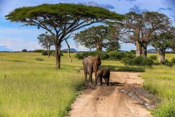 Fototapeta na wymiar elephants in the wild by side of road using mud