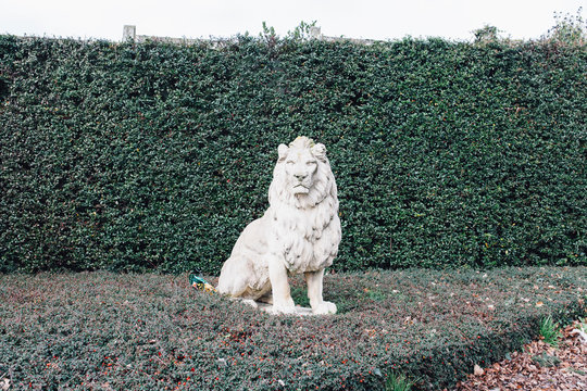 Lion in my garden