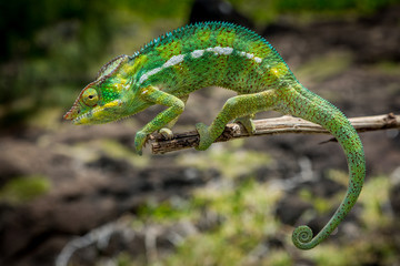 Fototapeta premium Endormi - Caméléon