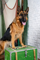 Funny German shepherd found the treasure. A dog in gear is going to hunt. Traveling with a dog