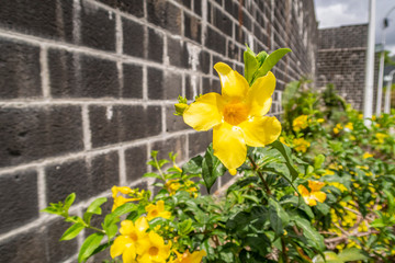 Gelbe Blume Photos Royalty Free Images Graphics Vectors Videos Adobe Stock