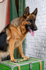 Funny German shepherd found the treasure. A dog in gear is going to hunt. Traveling with a dog