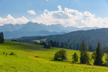 green mountain pasture in Tatras