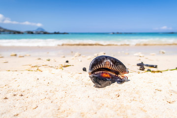 Tigerschnecke liegt im Sand am Strand von Mauritius