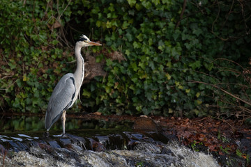 grey heron besides a small waterfall, walking, hunting, fishing during a winter afternoon in scotland.
