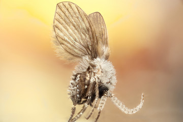 Drain fly, tolland ct 8.20.15