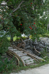 path in the park, stairs and tree