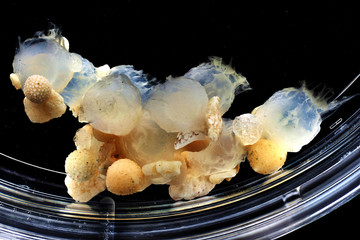 egg_clutch_from_hawaiian_bobtail_squid_uconn