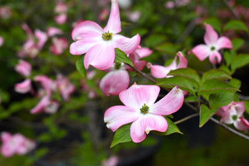 Pink Flowering Dogwood Tree