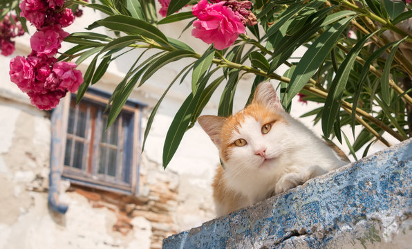 Cat peering down from a wall with Oleander flowers, Cyclades, Greece