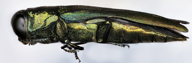 Emerald Ash Borer