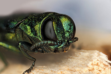 Emerald Ash Borer