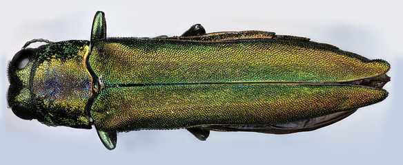 Emerald Ash Borer © Macroscopic Solution