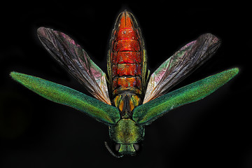 Emerald Ash Borer