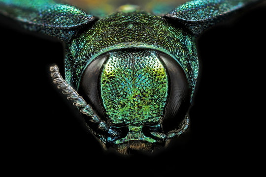 Emerald Ash Borer