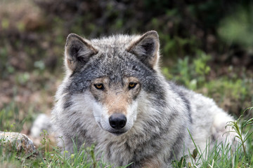 A grey wolf laying on the ground and relaxing in the forest. Animal and wildlife portraiture.