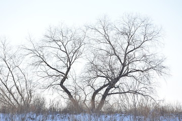 trees in winter