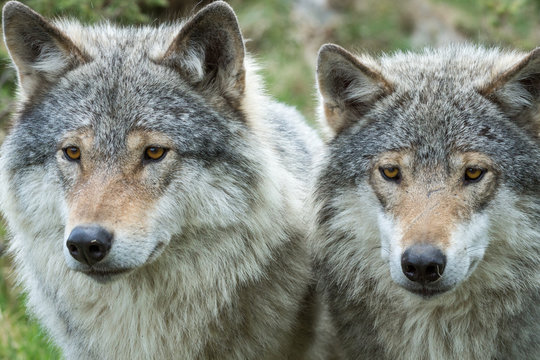 Closeup animal portrait of two wild wolves next to each other outdoors in the wilderness.