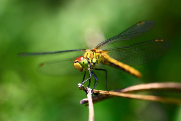  SYMPETRUM
