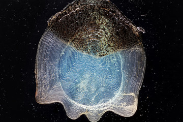 Fish Scale © Macroscopic Solution