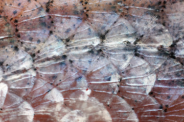 Fish Scales, Golden Shiner, found dead and leftover by ice fisherman, coventry lake, CT