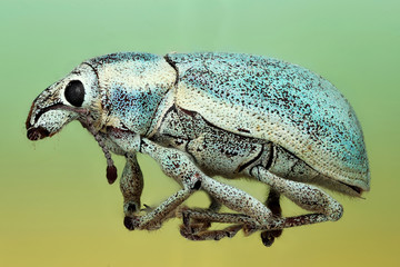 Florida Everglades, blue weevil, sample provided by UConn's Collection Facility, Courtesy of Jane O'Donnell
