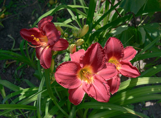  Close-up group of bright maroon lilies on green background.