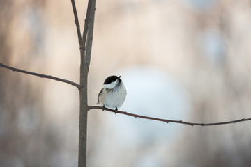 Image of beautiful marsh tit bird sitting on the branch in the winter forest